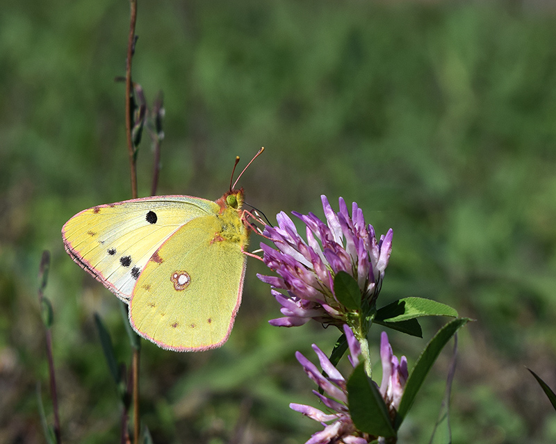 Colias crocea f. helice, Pieridae